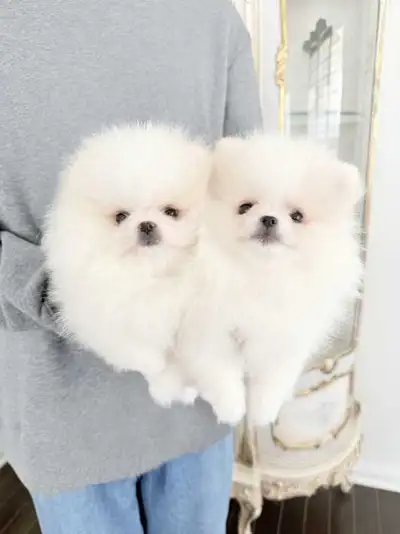 Teacup pomeranian puppies, View more