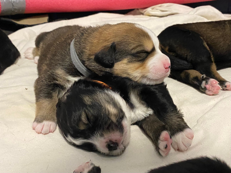 Shepherd/Bernese Mix puppies Dogs & Puppies for Rehoming London
