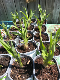 Daily lilies perennials plants orange  3for 10$ 