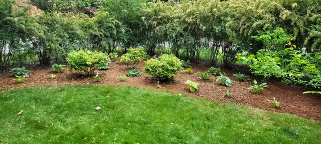 Local Canadian Leaf Cleanup/Snow Removal in Lawn, Tree Maintenance & Eavestrough in Hamilton - Image 8