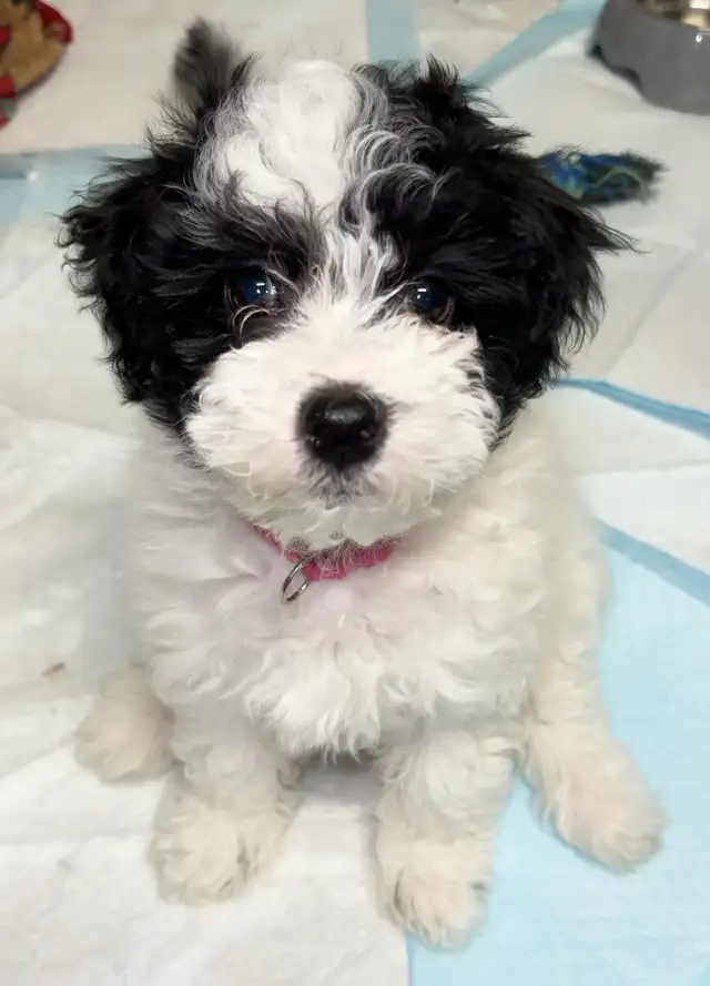 Adorable Charismatic Poochons in Dogs & Puppies for Rehoming in Delta/Surrey/Langley - Image 6