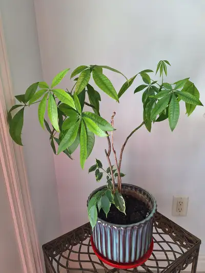 Money Tree(Pachira aquatica),with 10" Elegant Ceramic Flower Pot, View more