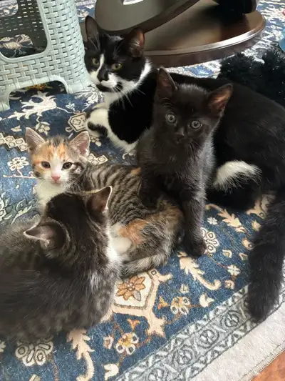 2 month old kittens, View more