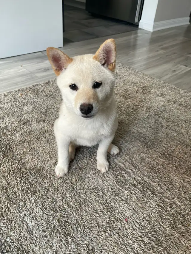 last girl, 4 month old shiba inu in Dogs & Puppies for Rehoming in Brantford - Image 3
