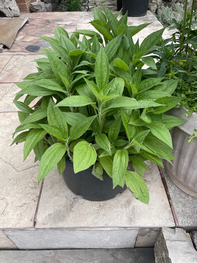 Garden plants FROM $10 in Plants, Fertilizer & Soil in Mississauga / Peel Region - Image 4