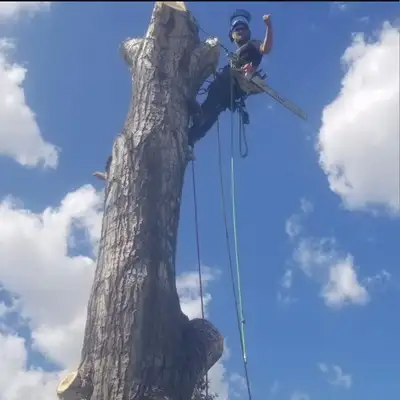 Trusted in you community: Oakwood Tree Care offers reliable services at a competitive price ISA/ UTT...