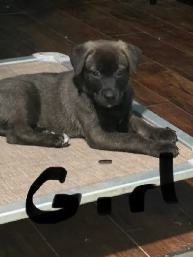 Puppies for sale in Dogs & Puppies for Rehoming in Sudbury - Image 4