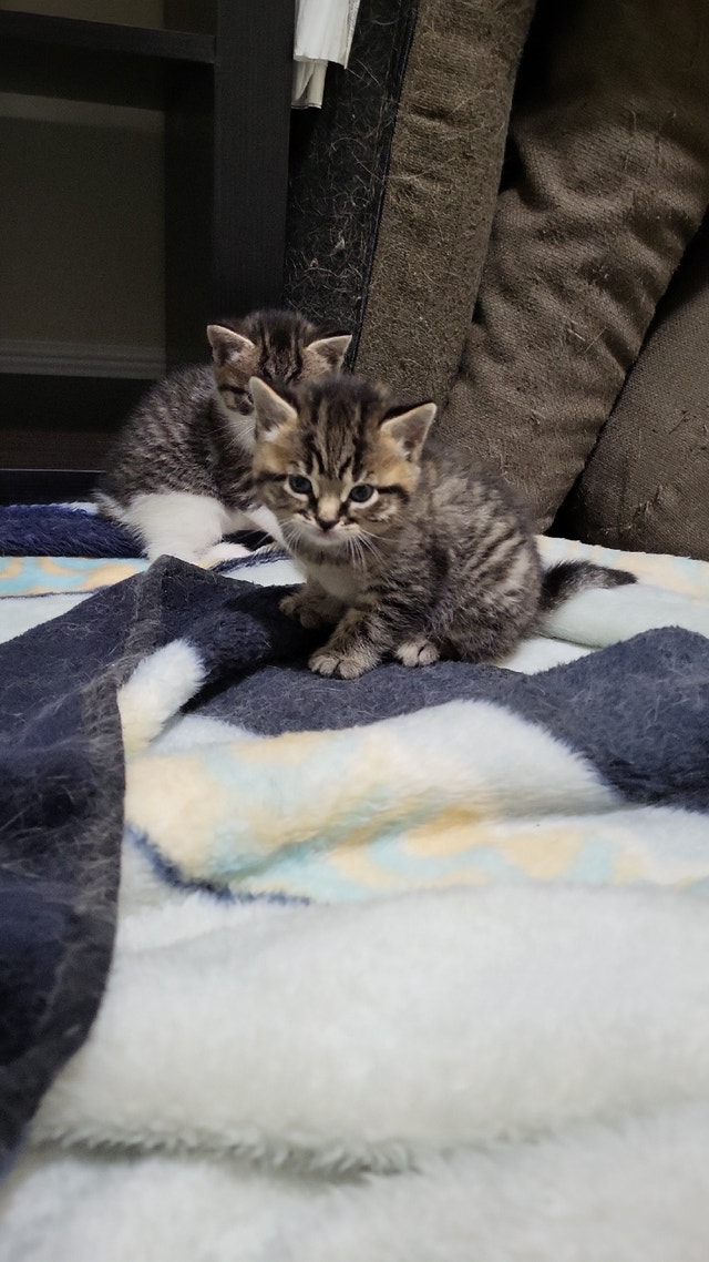 1 male tabby kitten ready to go Cats & Kittens for Rehoming Ottawa