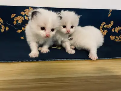 We have three 1-month-old purebred Ragdoll boys, home-raised in a clean, loving environment. Both pa...