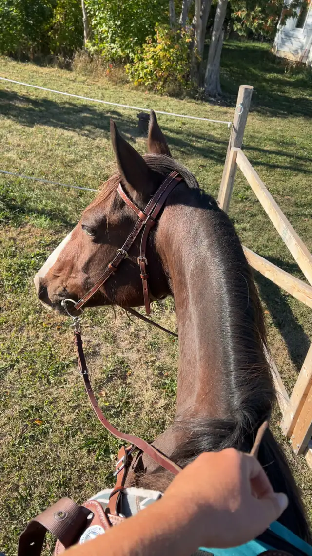 horse for sale in Horses & Ponies for Rehoming in Barrie - Image 6