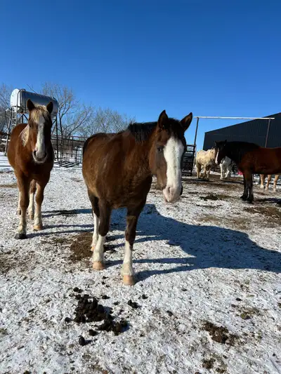 Draft Cross Mare, View more