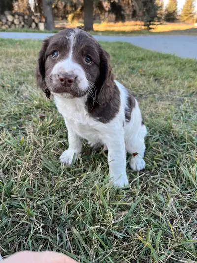 English Springer Spaniel puppies, View more