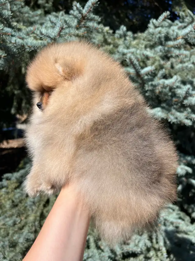 Tiny Teddy Bear Pomeranian Boy in Dogs & Puppies for Rehoming in Vernon - Image 6