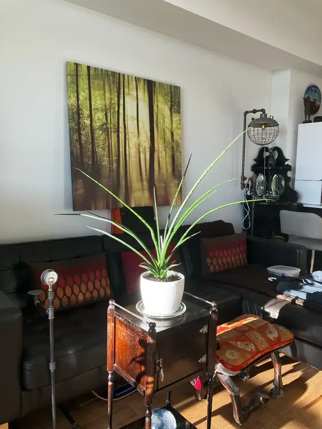 Sansevieria598239527693854721