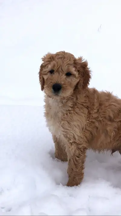 Are you ready to adopt a puppy? Willow has 8 F1b golden doodle pups all looking for their forever ho...
