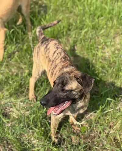 Brindle Female puppy -Dutch shepherd x malinois, View more