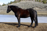 2015 Canadian Gelding - Trail Horse