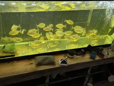 Piranhas for sale, View more