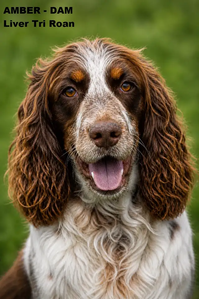 Purebred CKC English Springer Spaniel Puppies in Dogs & Puppies for Rehoming in London - Image 9