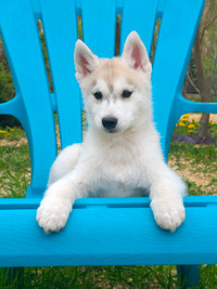 Husky Sibérien