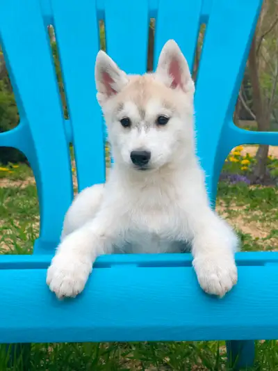 Husky Sibérien, View more