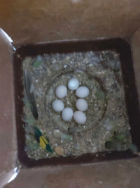 Eggs of budgies