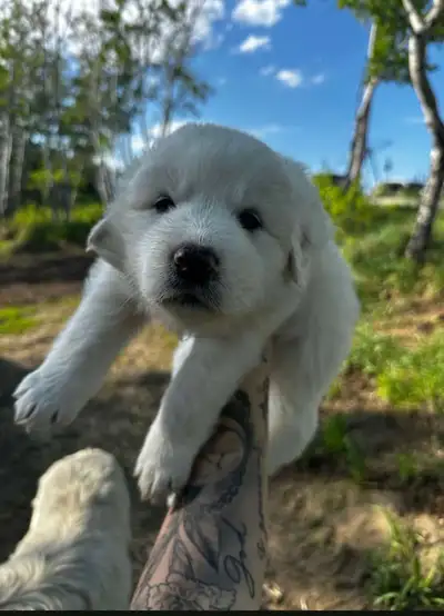 3/4 Great Pyrenees x 1/4 Maremma Pups, View more