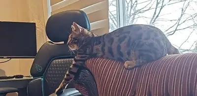 À la recherche d'une famille aimante pour notre chat Bengal Leo, né le 14 août 2024. Leo est un magn...