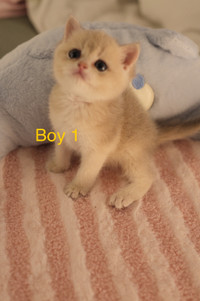 Purebred British Shorthair Longhair Blue Golden & Golden Kittens