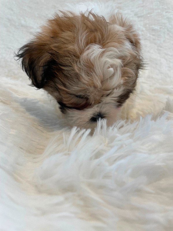 Shih Tzu puppies in Dogs & Puppies for Rehoming in City of Toronto - Image 2