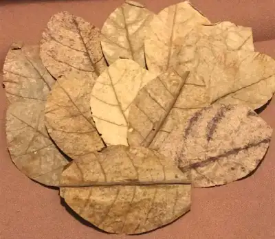 Indian Almond Leaves available for sale! $1 for each Leaf or get 15 Leaf for $10 I have some Indian...
