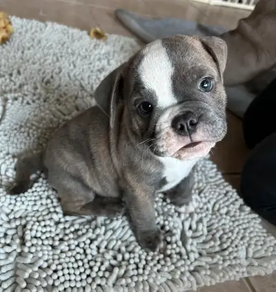 English Bulldog Mix, View more