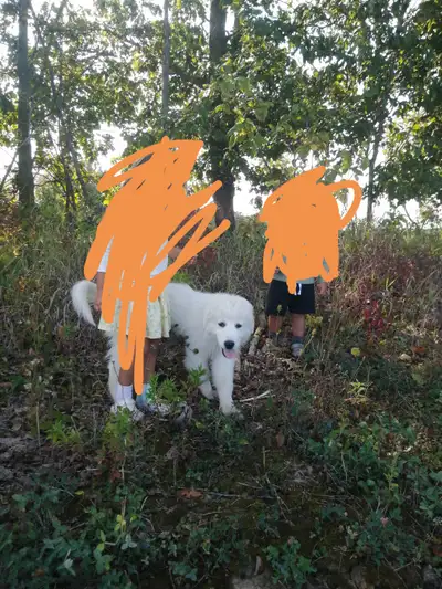 Great Pyrenees puppy, View more