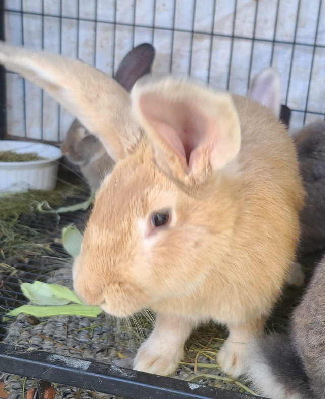 Flemish Giant (25%) x Continental Giant (75%) mix bunny rabbits in Small Animals for Rehoming in Ottawa - Image 3