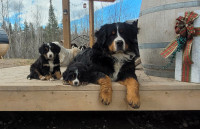 Purebred Bernese Mountain Puppies