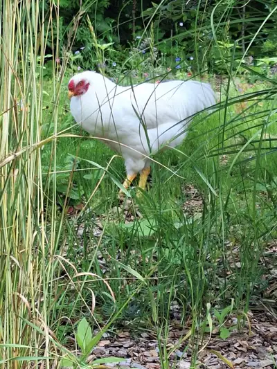 Bonjour, Nous avons un coq Chantecler à donner car nous en avons deux. Il est en bonne santé et âgés...