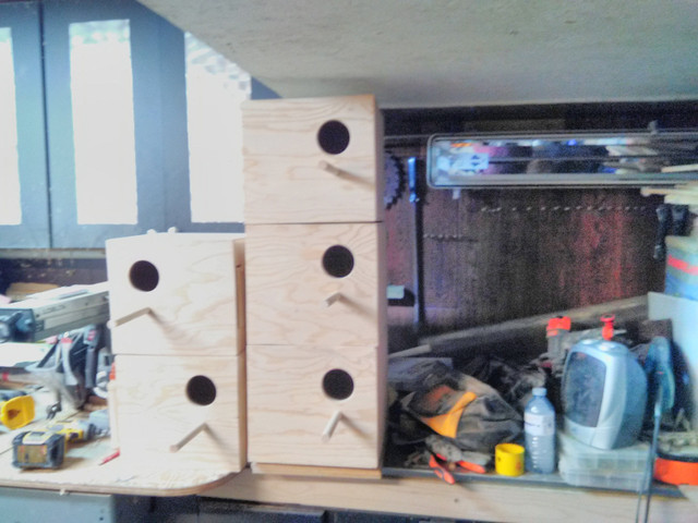 Bird Nest Boxes in Birds for Rehoming in Oshawa / Durham Region - Image 3