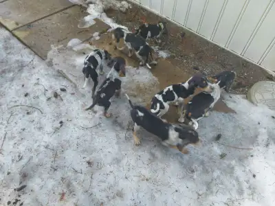 Blue tick /walker 1 boy 3 girls Come from quiet parents Good hunting dogs Or just a loyal pet Contac...