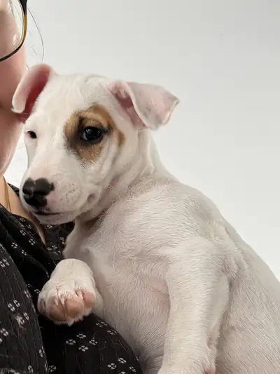 Jack Russell chiot mâle, View more