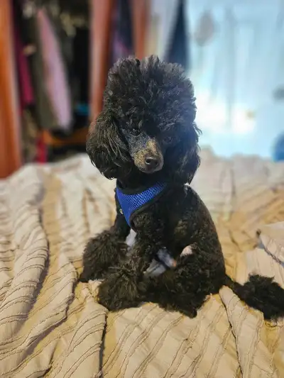 CKC Toy Poodle - young adult male, intact, View more