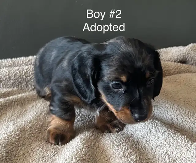 adorable Long Haired Miniature Dachshund in Dogs & Puppies for Rehoming in Mississauga / Peel Region - Image 8