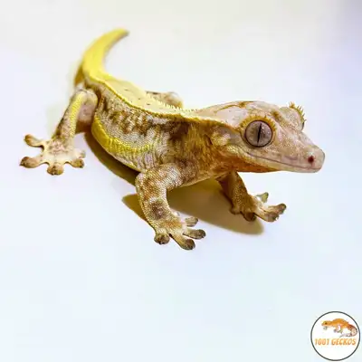 High End Crested Geckos from the Local Breeder, View more