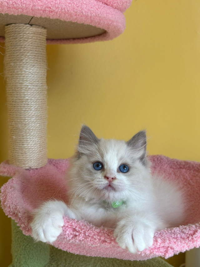 boy and girl  ragdoll  looking for new home in Cats & Kittens for Rehoming in Ottawa - Image 4