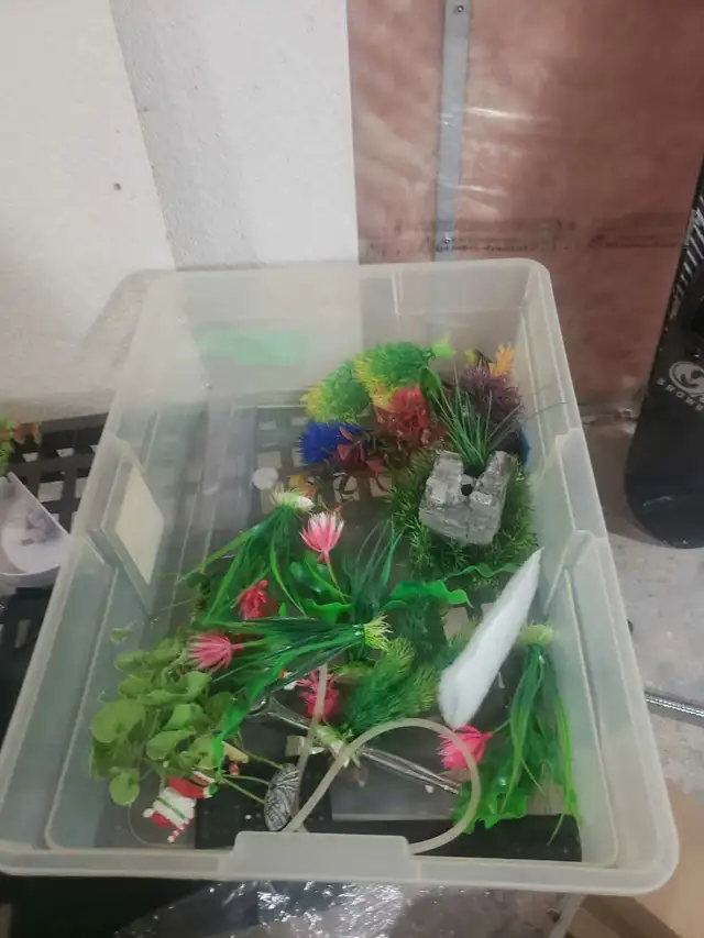 Aquariums in Fish for Rehoming in London - Image 6
