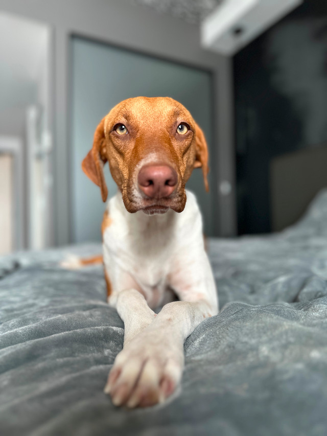 2 year old female spayed lab/vizsla mix in Dogs & Puppies for Rehoming in Saskatoon