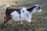  Registered Nigerian dwarf goats