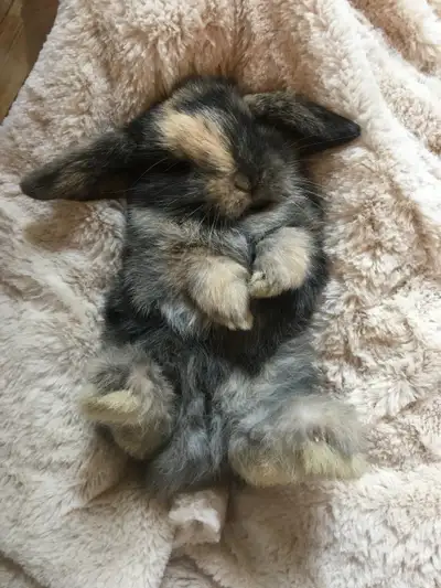 Holland lop bunnies, View more