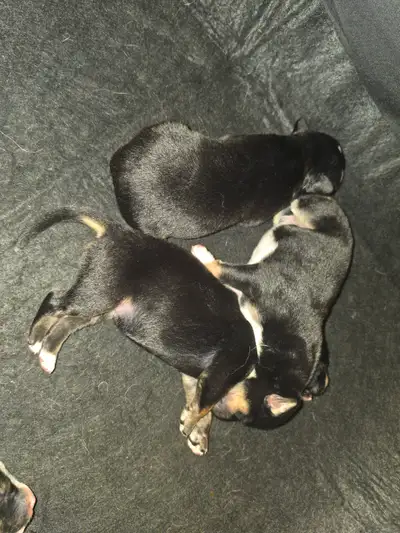Puppies, View more