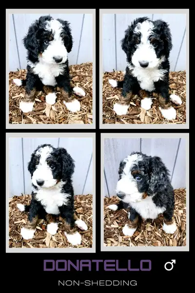 Bernedoodles, View more