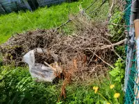 Garden waste removal needed